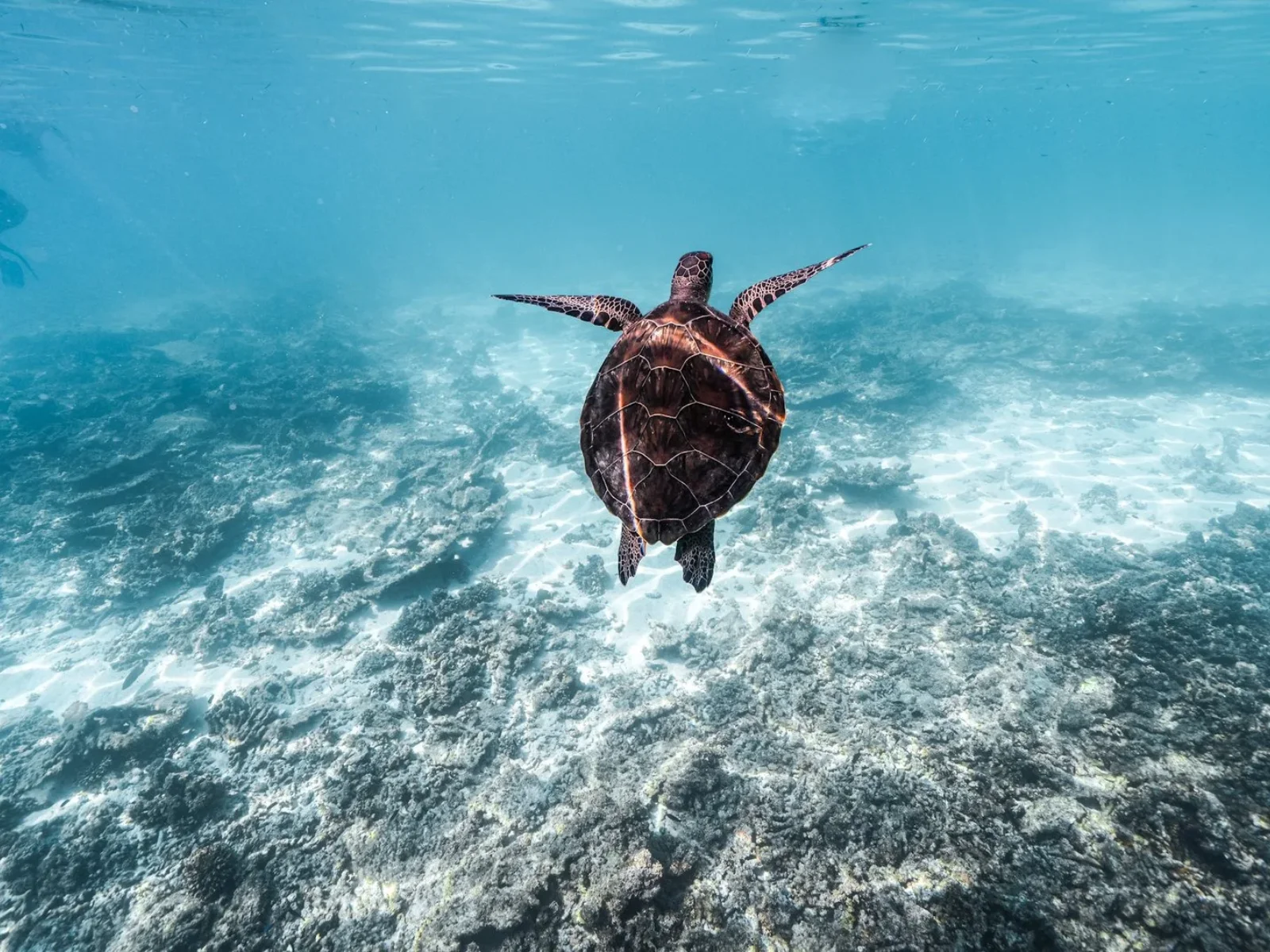Daymaniyat Snorkeling ( Private Boat )