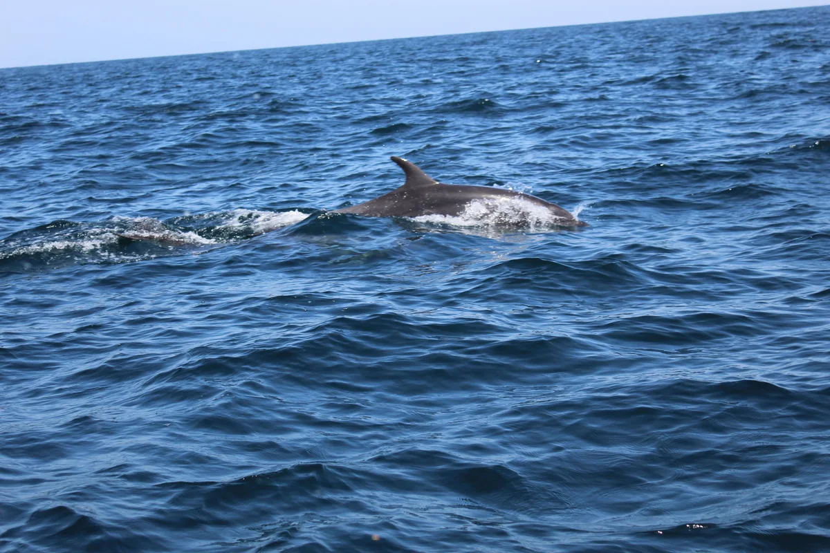 Dolphin Watching ( Group Tour )
