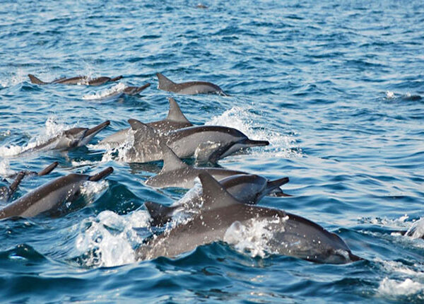 Dolphin watching