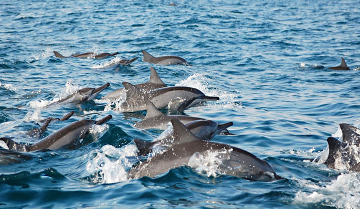 Dolphin watching